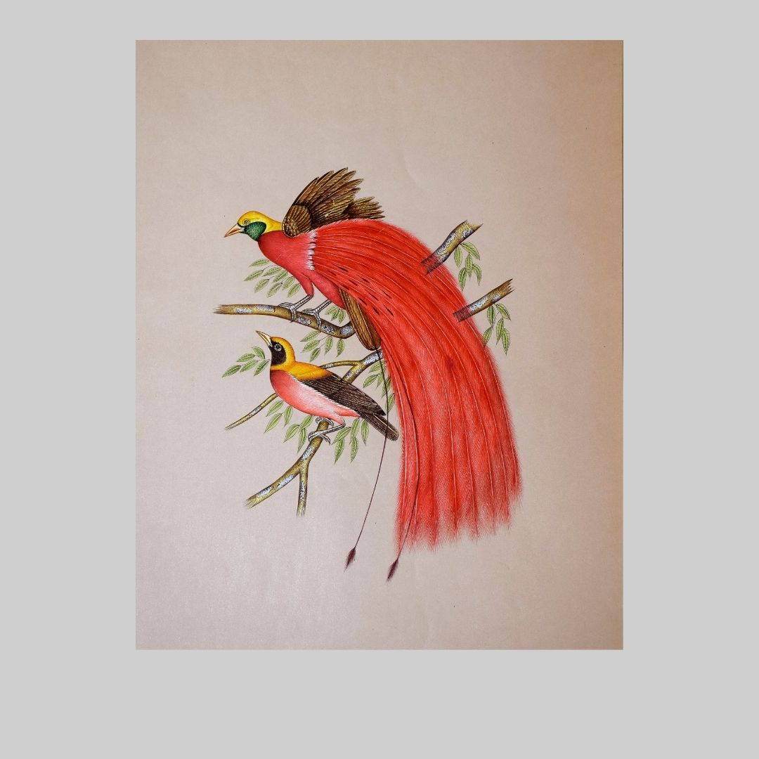 Bird of Paradise in Miniature Painting 59